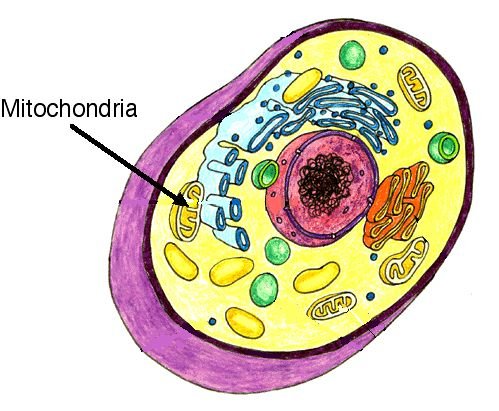 mitochondria